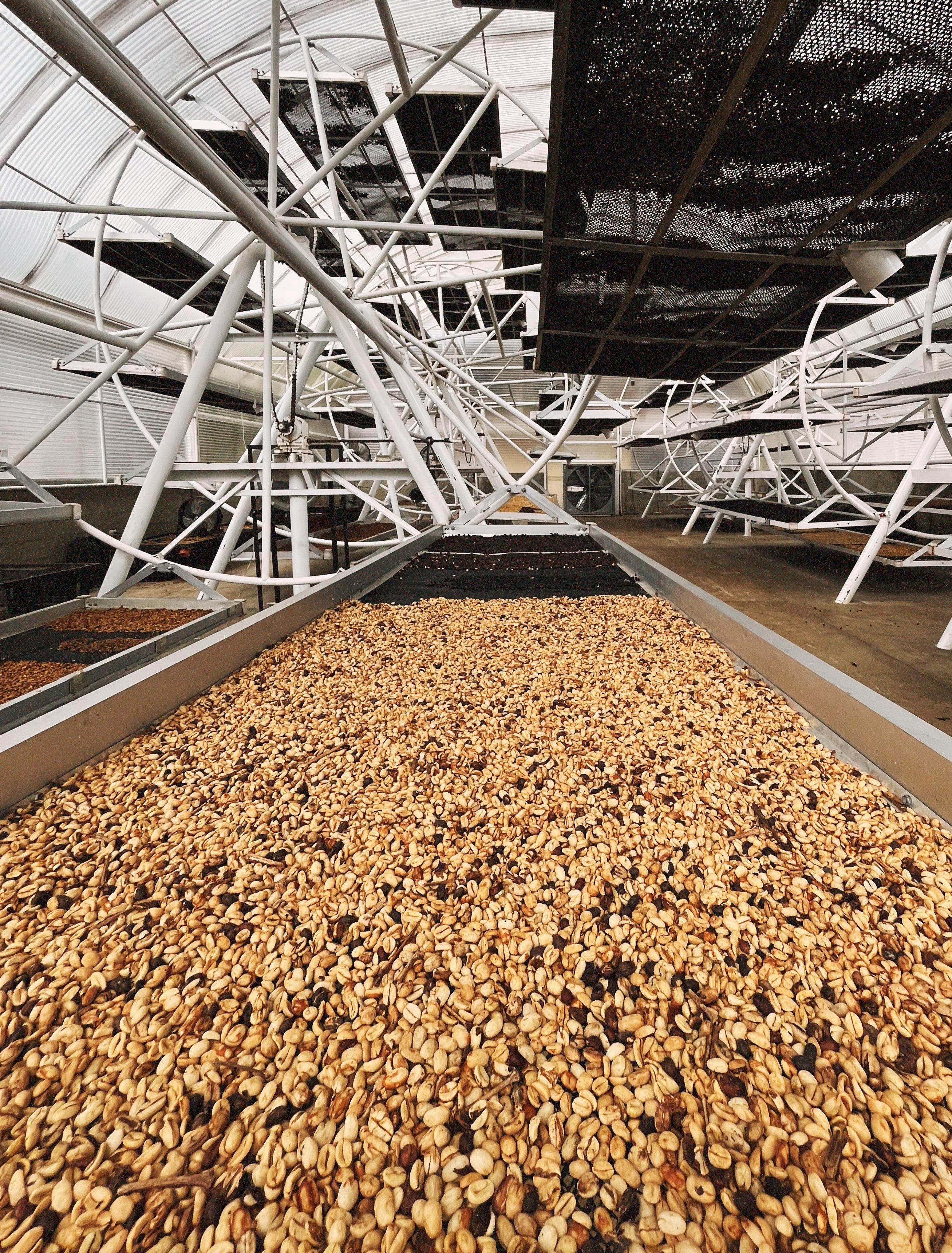 Café especial y de origen de las mejores fincas cafeteras de Colombia